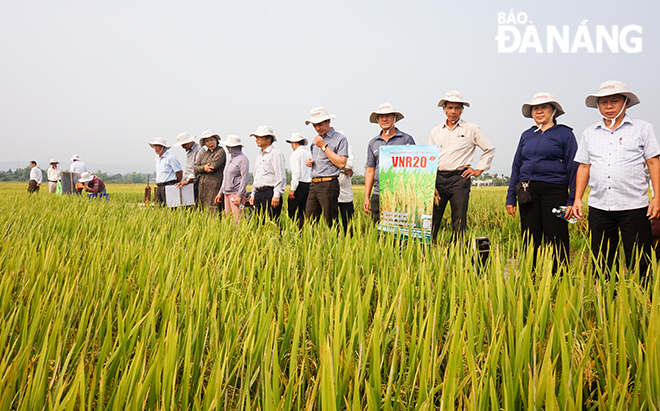 Nông dân các xã trên địa bàn huyện Hòa Vang tham quan các mô hình trình diễn các giống lúa mới.
