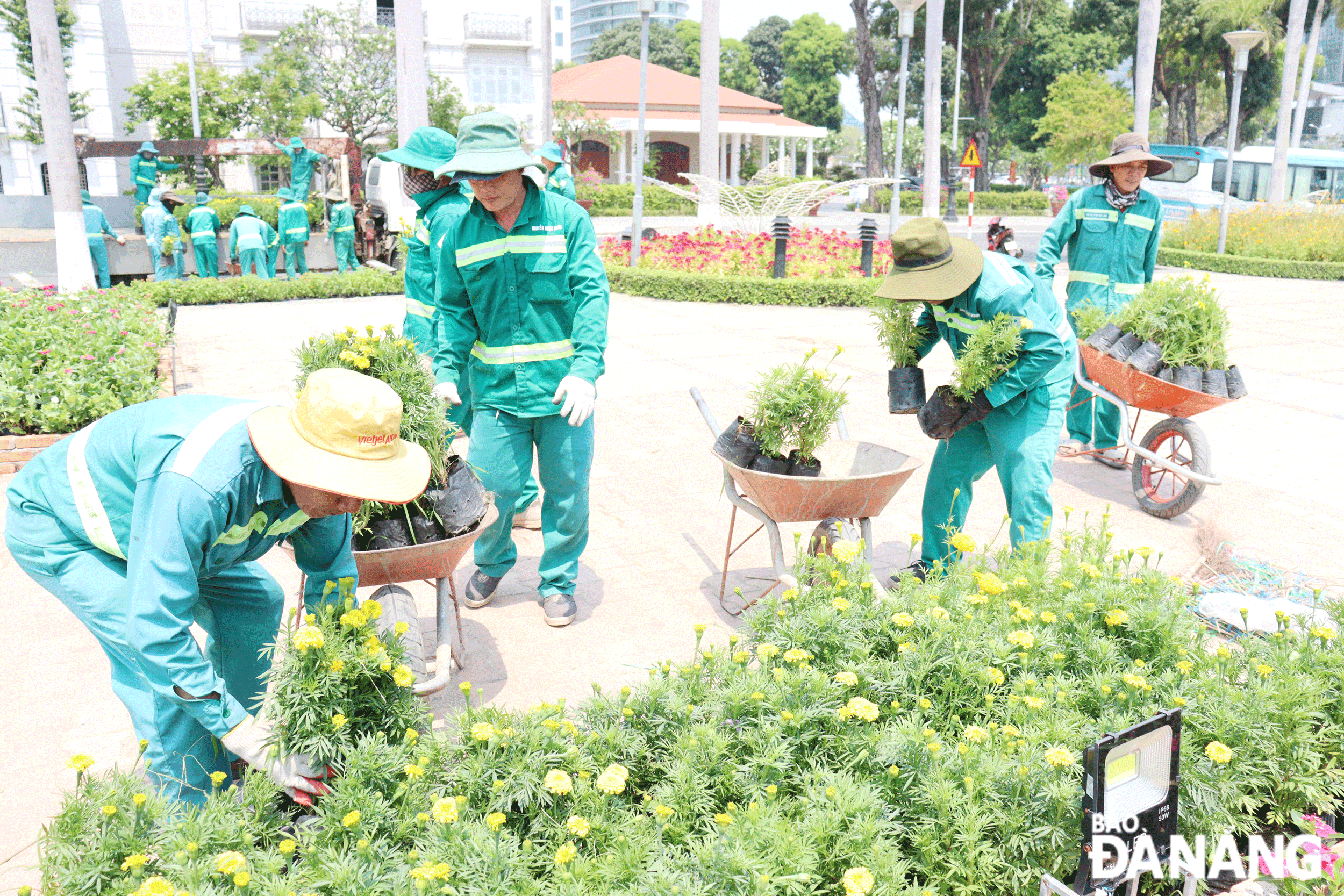 Công nhân Công ty Công viên - Cây xanh Đà Nẵng đang sắp đặt các bầu hoa vào bồn trang trí phục vụ người dân,  du khách dịp nghỉ lễ và du lịch hè. Ảnh: HOÀNG HIỆP