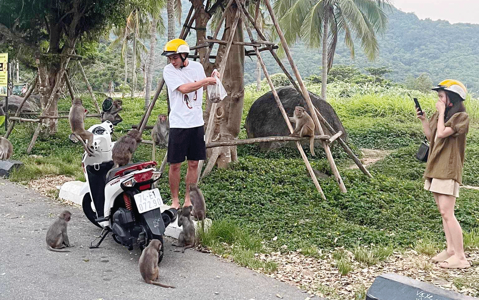 Vẫn còn tình trạng du khách tham quan bán đảo Sơn Trà cho khỉ ăn.  Ảnh: DIỆP NHƯ