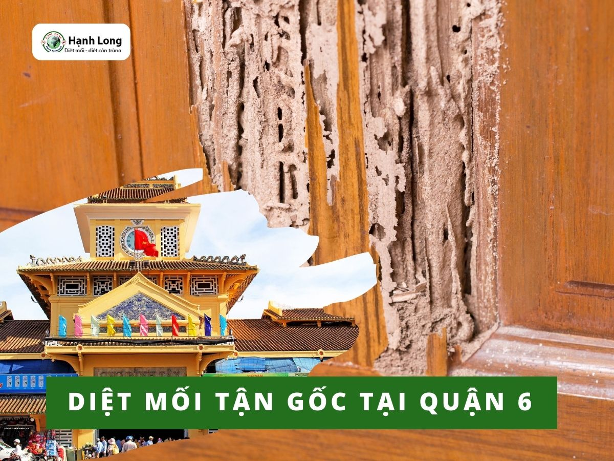 Cách diệt mối cánh tại nhà hiệu quả nhất