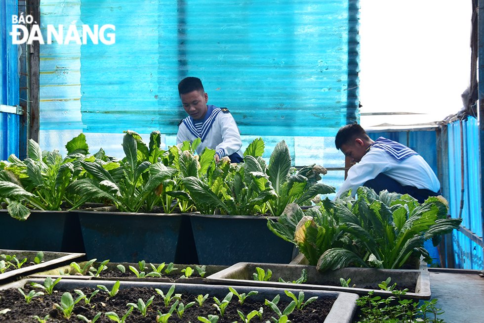 Navy officers and soldiers take advantage of every small space on the Da Thi Island to plant leafy vegetables to improve their daily meals. Photo: TRIEU TUNG