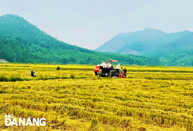 Vụ đông xuân năm nay bội thu khiến người nông dân phấn khởi, tập trung phát triển cây lúa hữu cơ. Ảnh: T.Y