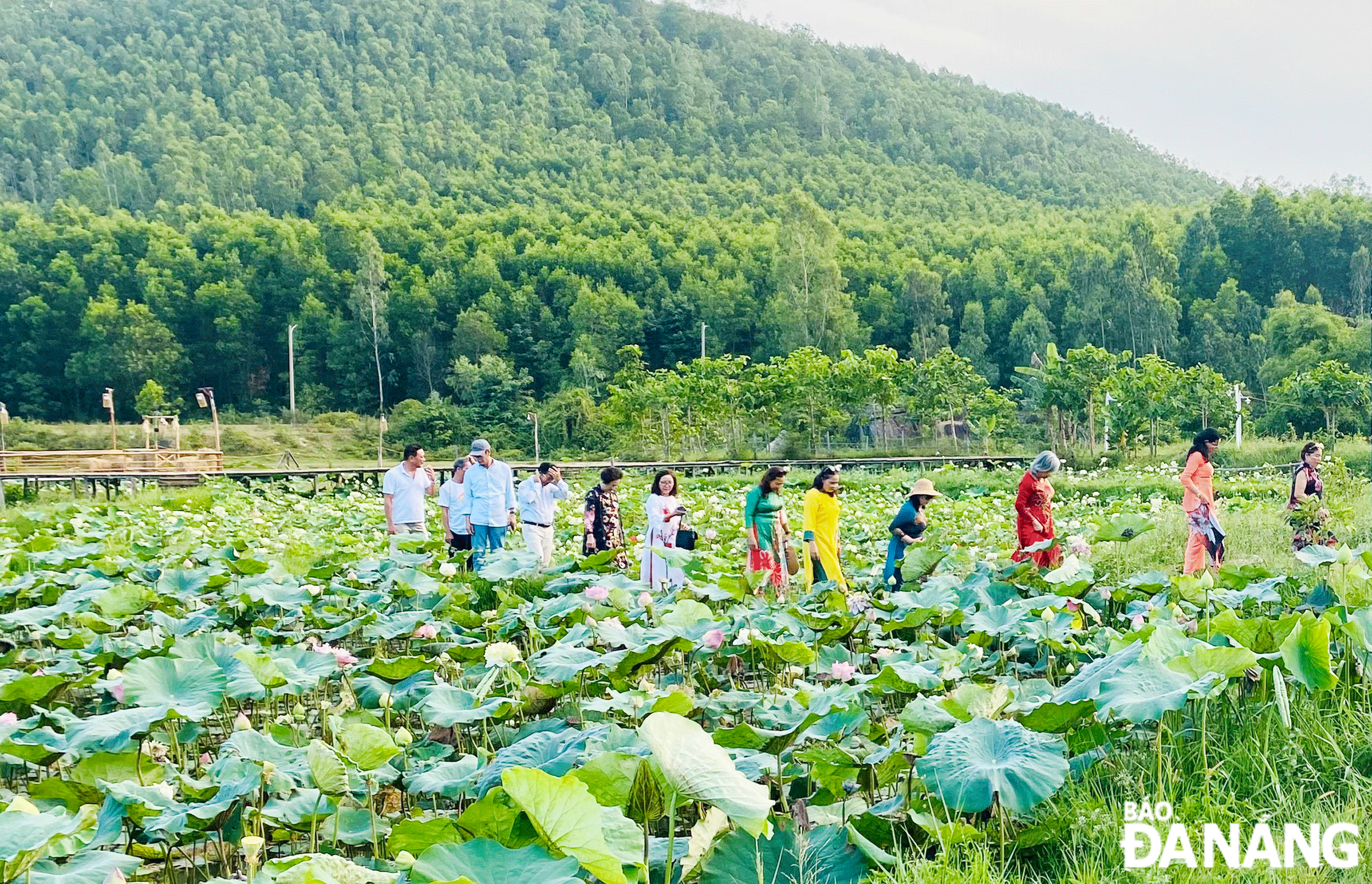 Getting back to nature and experiencing practical activities are being chosen by many people and tourists. IN PHOTO: Tourists have fun and take pictures at the Lotus Farm. Photo: THU HA
