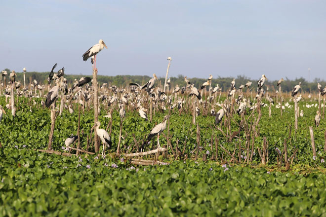 The research agency said that the Dam River is home to 31 species of birds, of which snail stork has made it into the Viet Nam Red Book. Photo: ST