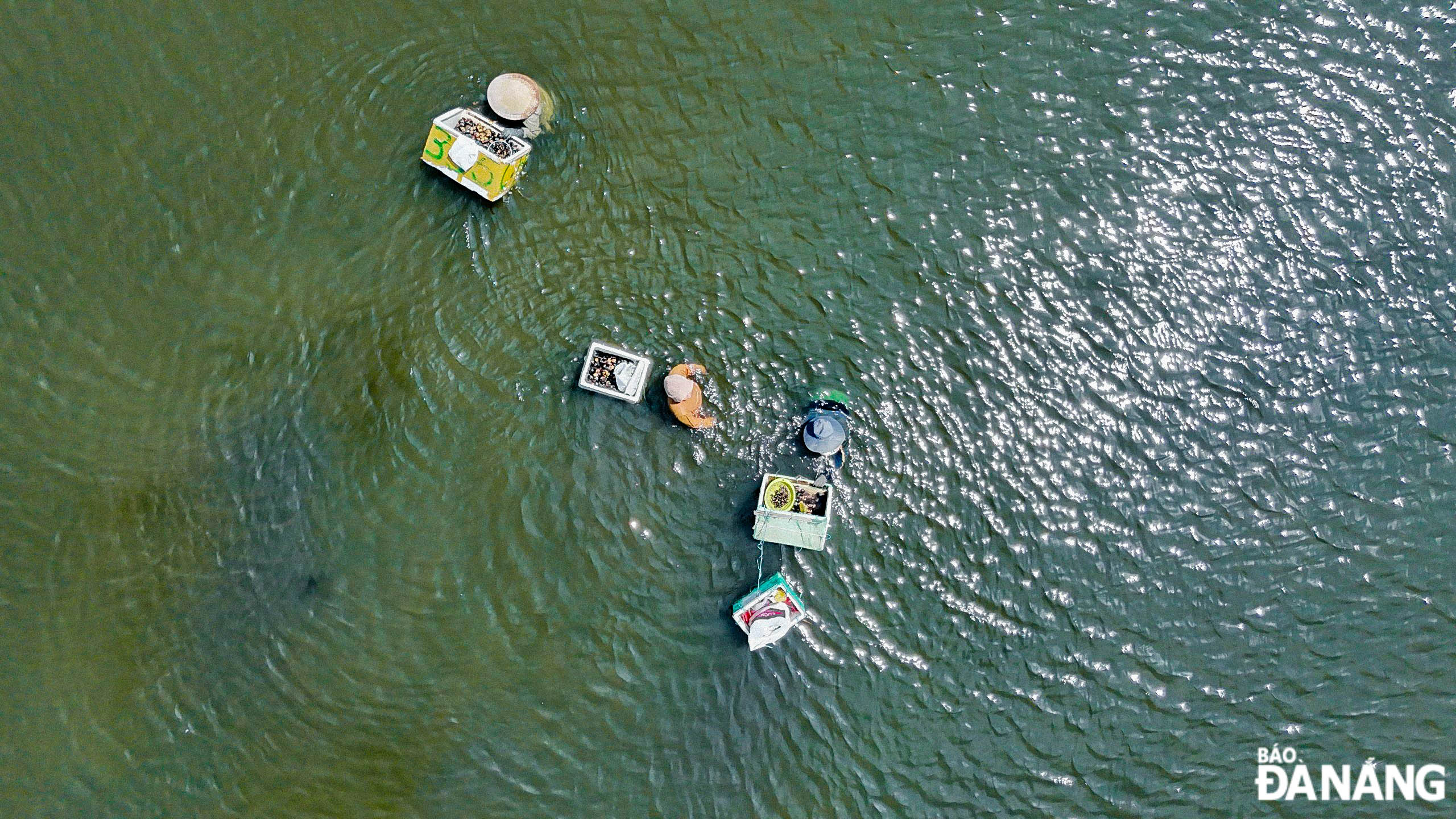 Dozens of people soaking themselves in the water under the Tran Thi Ly and Nguyen Van Troi bridges all day to hunt hard-shell clams.