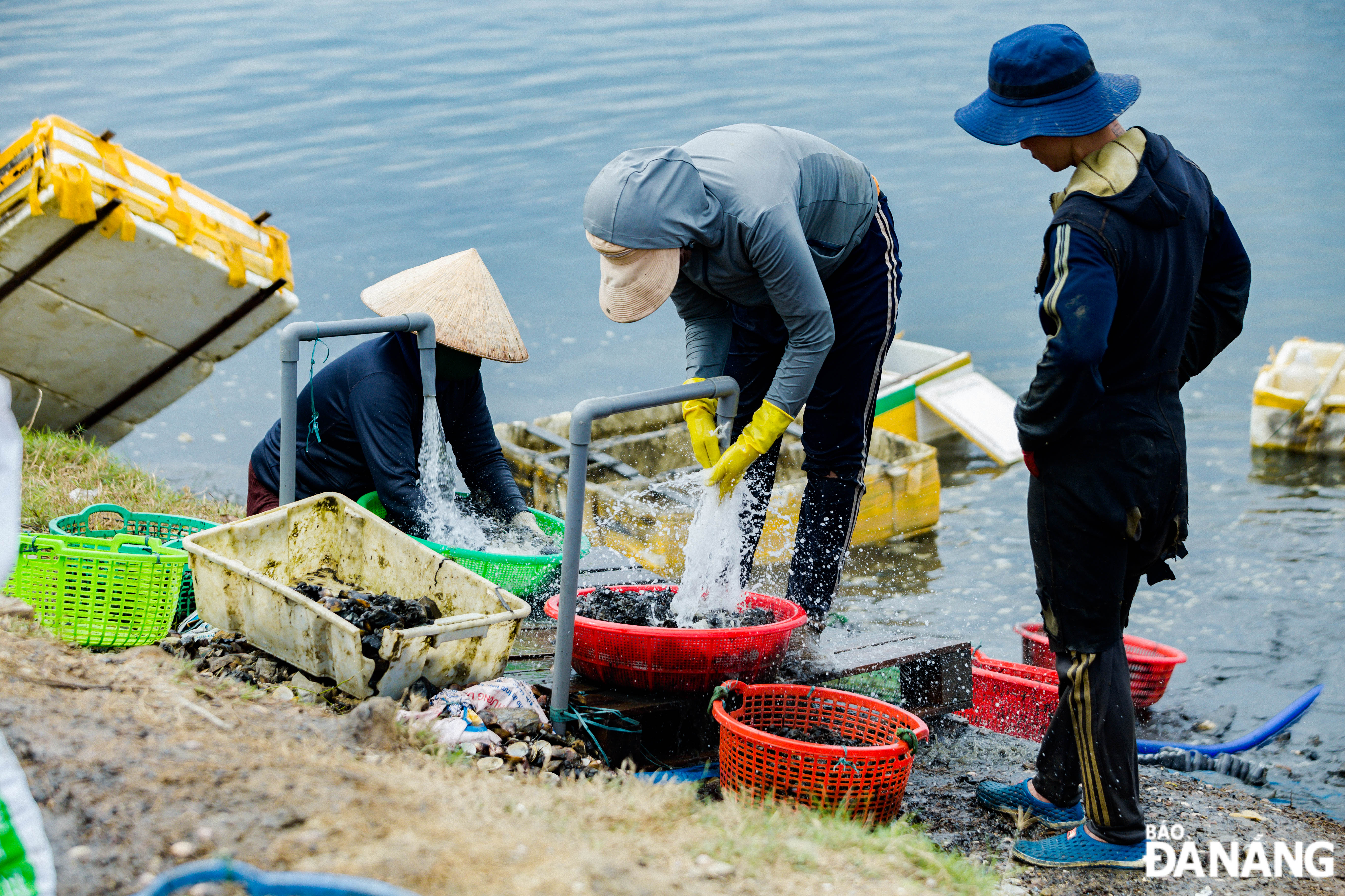 According to people, this black mussel species is sold for VND3,000 - 5,000 per kilo as food for lobsters in Nha Trang, Binh Dinh, Phu Yen... The period from early April to June every year is the best time to hunt this species.