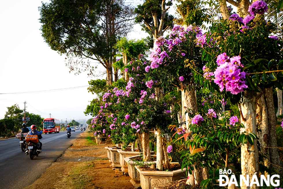 Bằng lăng tím biếc góc trời Tây Nguyên