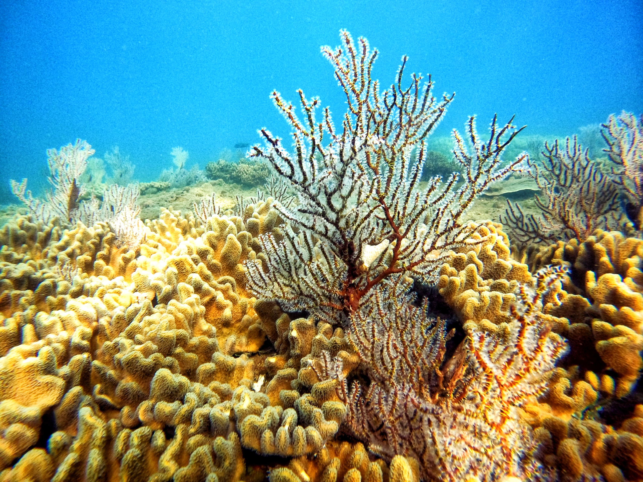 Hệ sinh thái san hô
