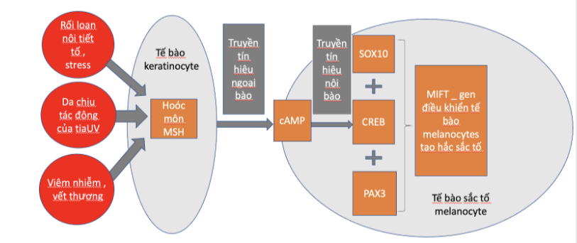 Cơ chế trị nám của bộ sản phẩm Spotlite.