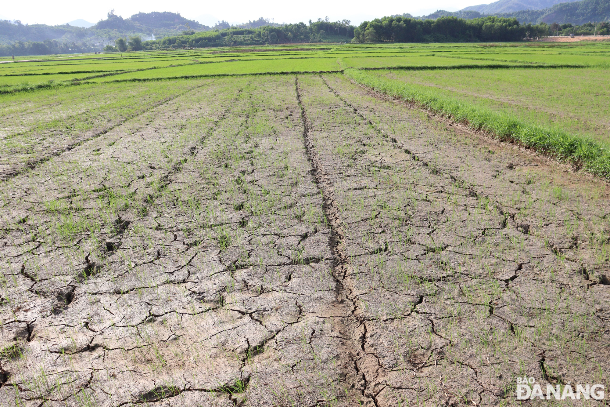 Nhiều thửa ruộng ở thôn Hòa Khương Tây, xã Hòa Nhơn (huyện Hòa Vang) đang bị khô nước vì trạm bơm Túy Loan bị nhiễm mặn, các nguồn nước khác không đủ tưới. Ảnh: HOÀNG HIỆP