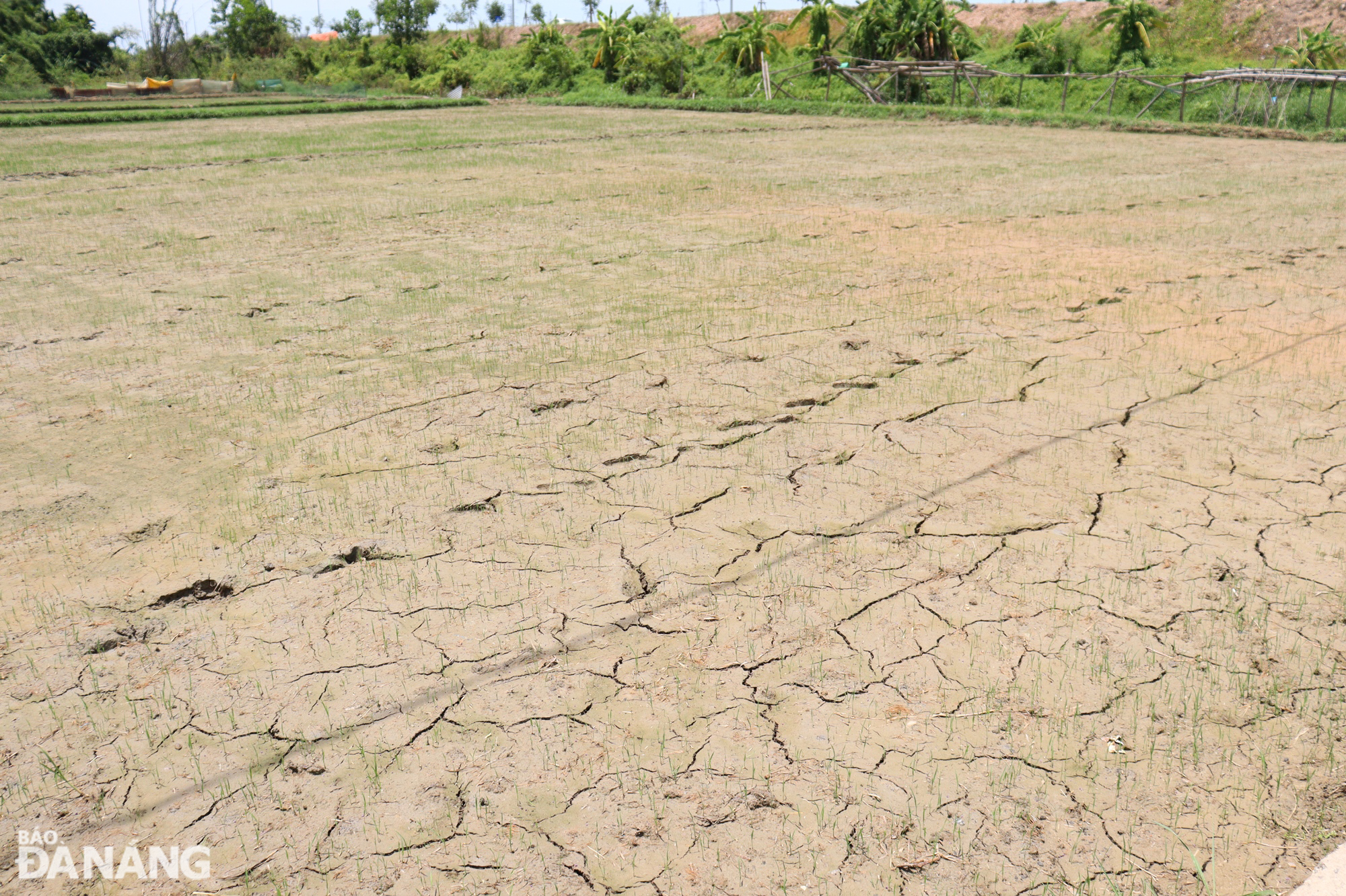 Nhiều diện tích lúa ở phường Hòa Thọ Tây, quận Cẩm Lệ cũng bị khô nước vì trạm bơm Túy Loan ngừng hoạt động do bị nhiễm mặn. Ảnh: HOÀNG HIỆP