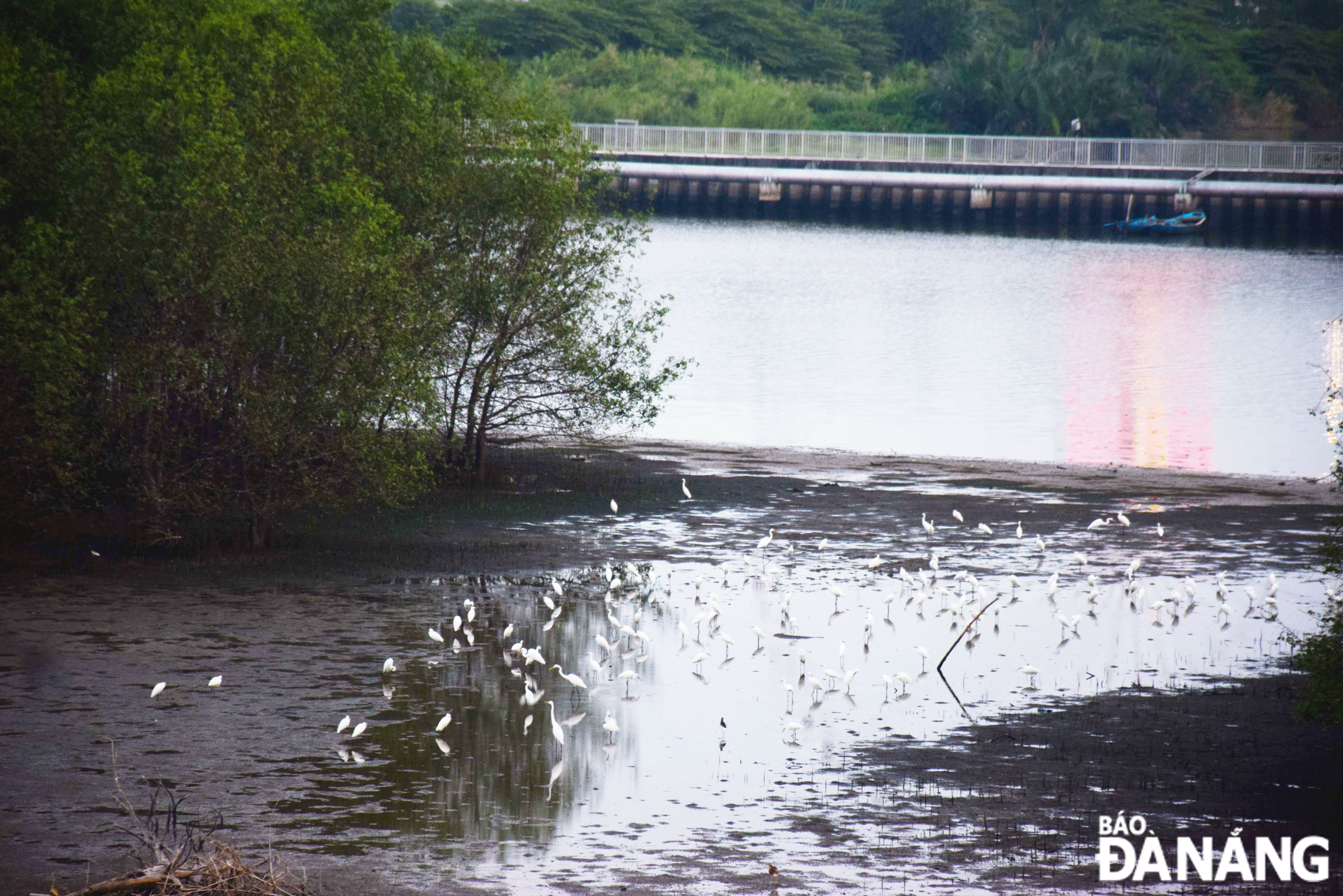 When the wetland ecosystem is restored, hundreds of flocks of storks frequently return to Green Island to live. Photo: Doan Luong