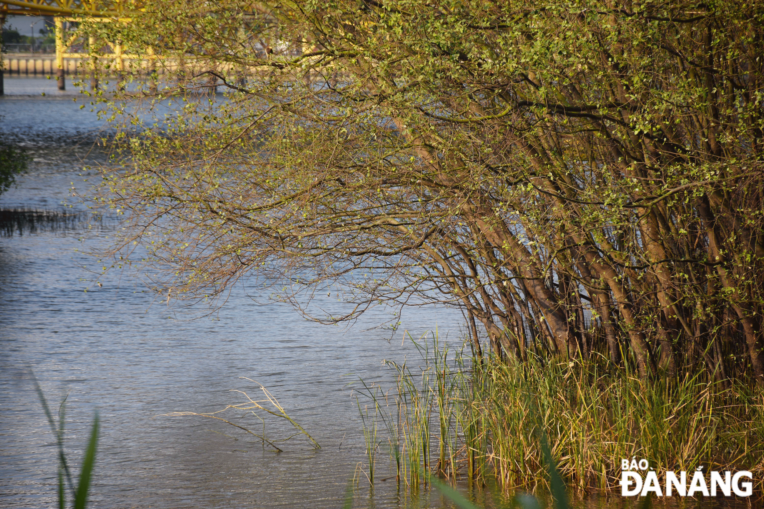 Managing and preserving the wetland ecosystem will help native plant species thrive. Photo: DOAN LUONG