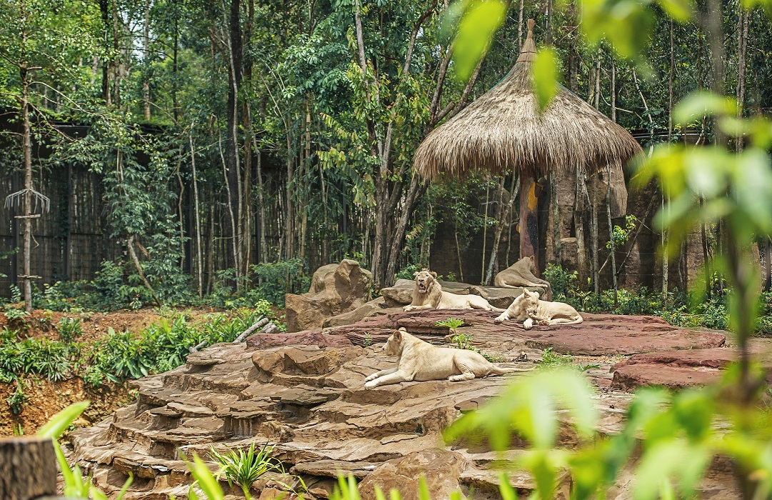 Các hoạt động bảo tồn luôn được chú trọng thúc đẩy tại hệ thống Vinpearl Safari.