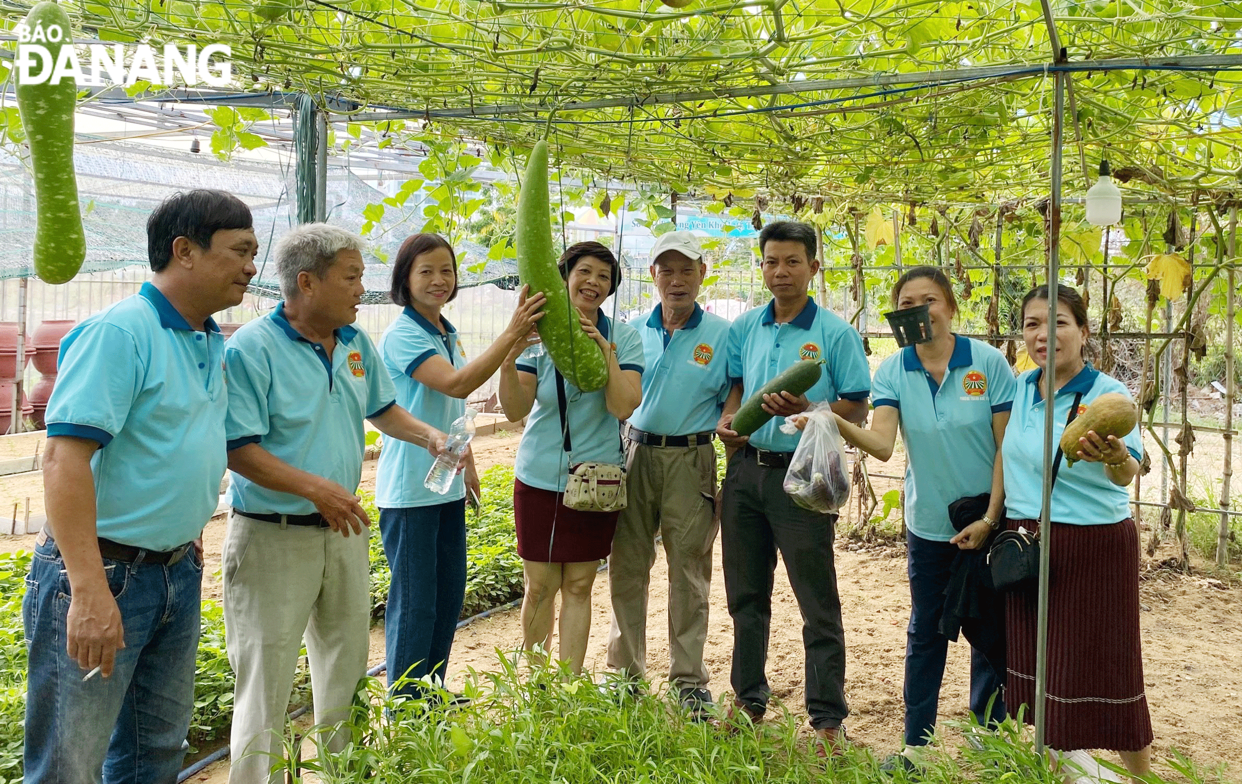 Hội Nông dân phường Thanh Khê Tây giao các lô đất trống cho hội viên làm nơi trồng trọt, sản xuất mang lại hiệu quả kinh tế cao. TRONG ẢNH: Vườn rau màu của hội viên nông dân phát triển xanh tốt. Ảnh: L.P	