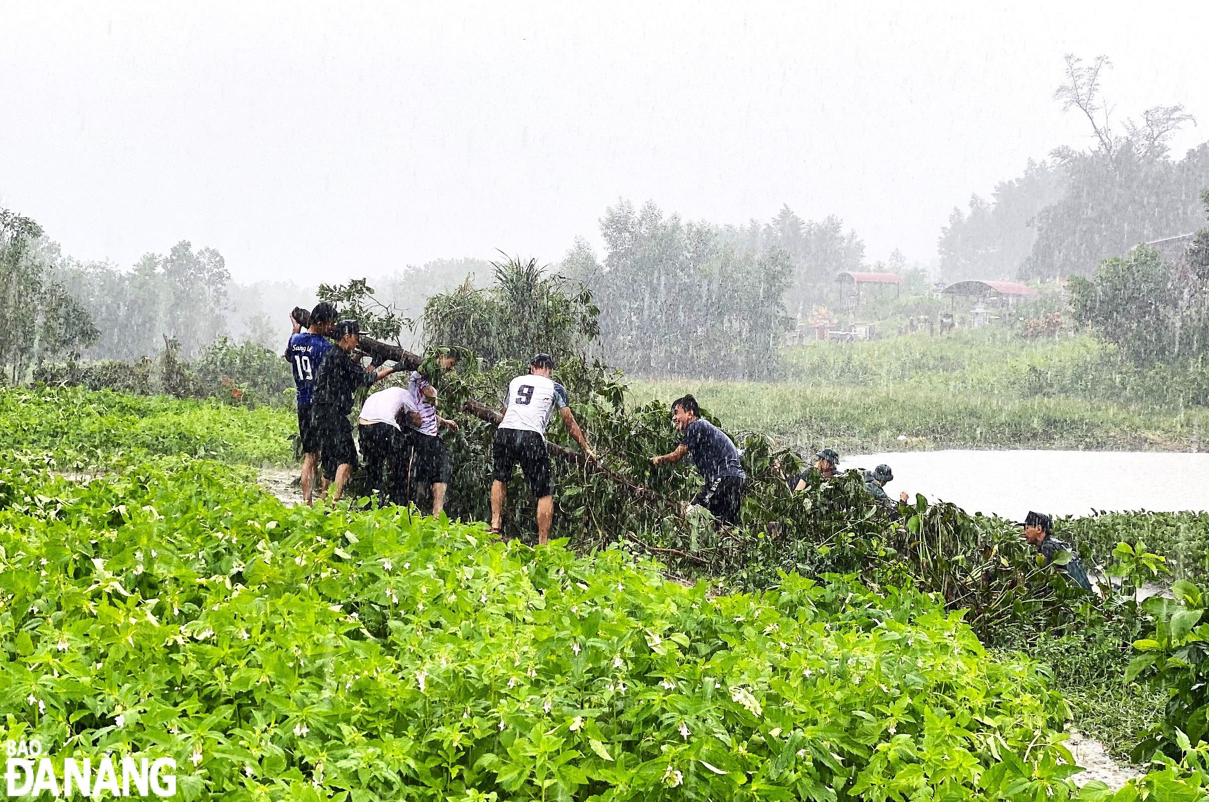 Mặc cho thời tiết chiều 23-6 có mưa khá lớn, nhưng nhiều đoàn viên, thanh niên vẫn nỗ lực vớt bèo.