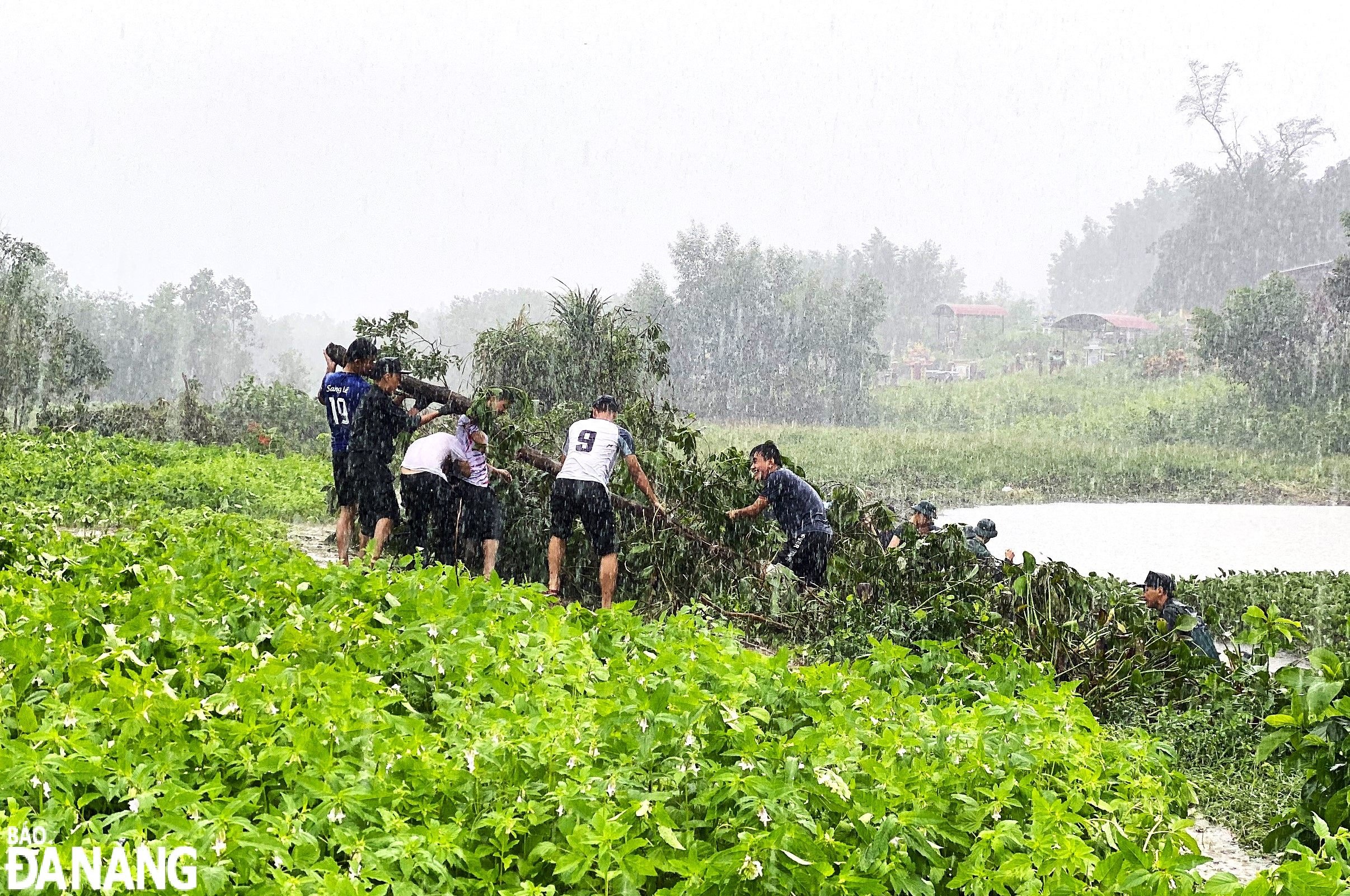 Despite heavy rain on the afternoon of June 23, youth union members and young people still tried to collect water hyacinths.