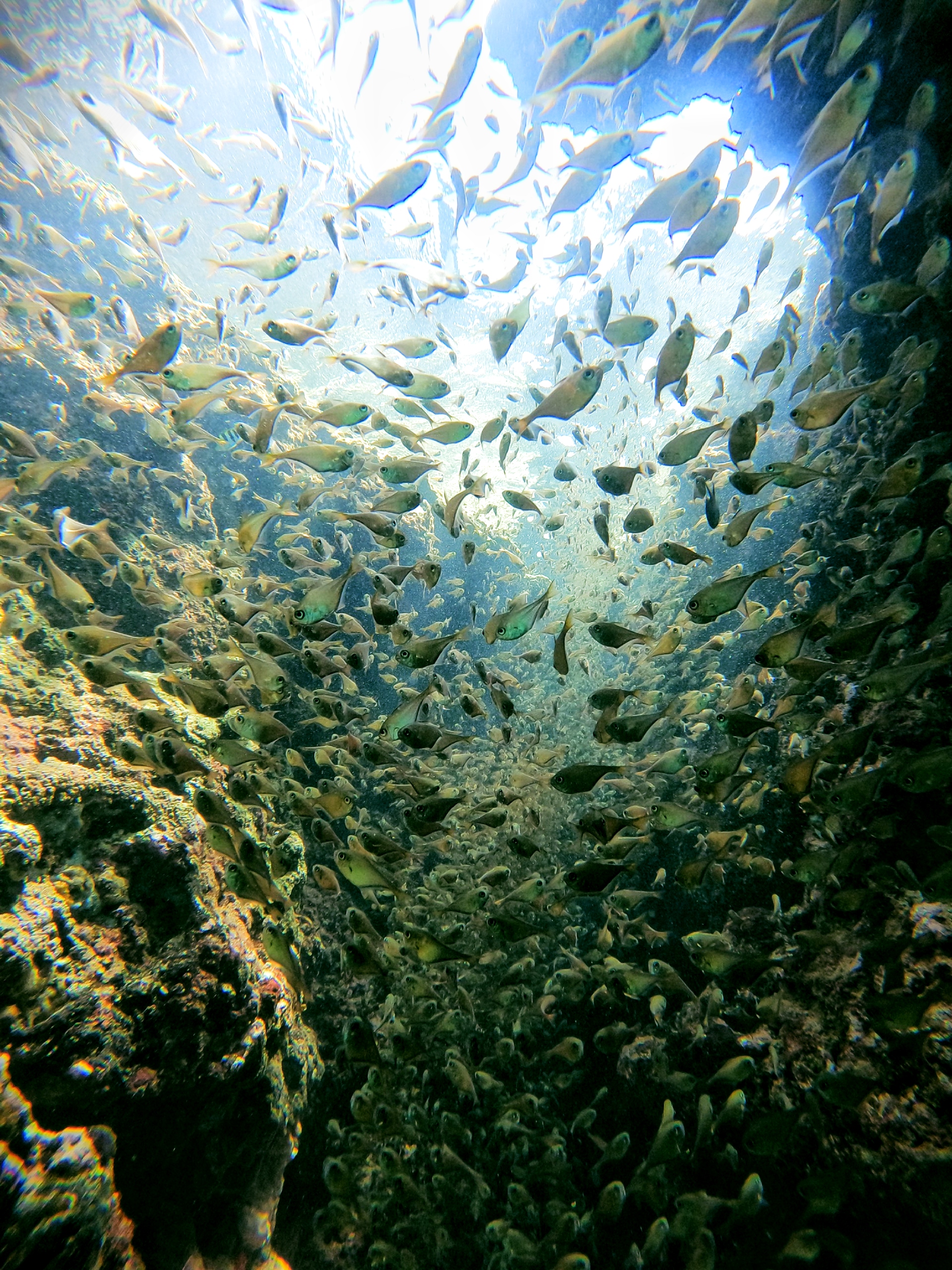 Hệ sinh thái phong phú bên các rạn san hô.	