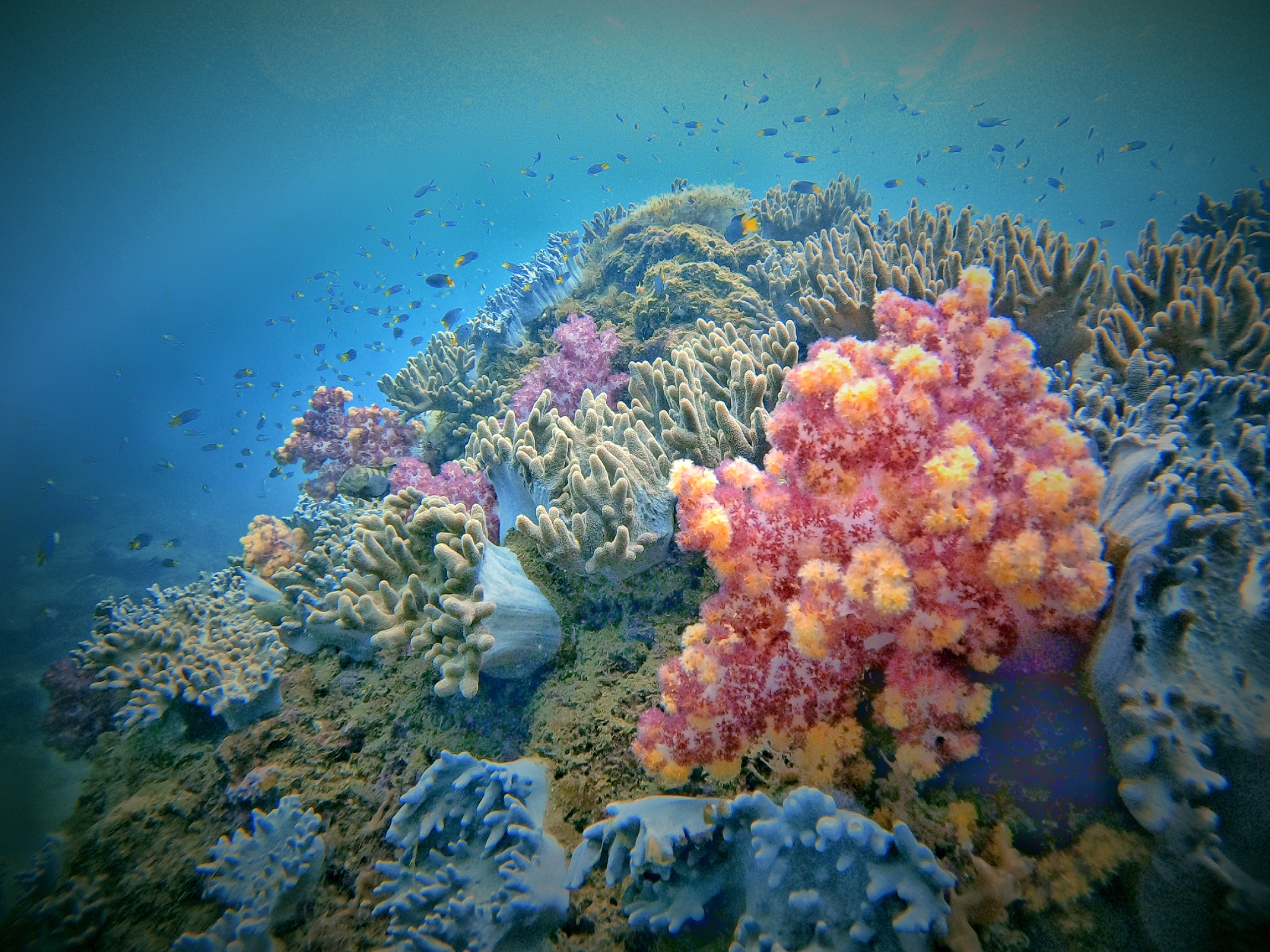 Thảm san hô mềm khoe sắc.	