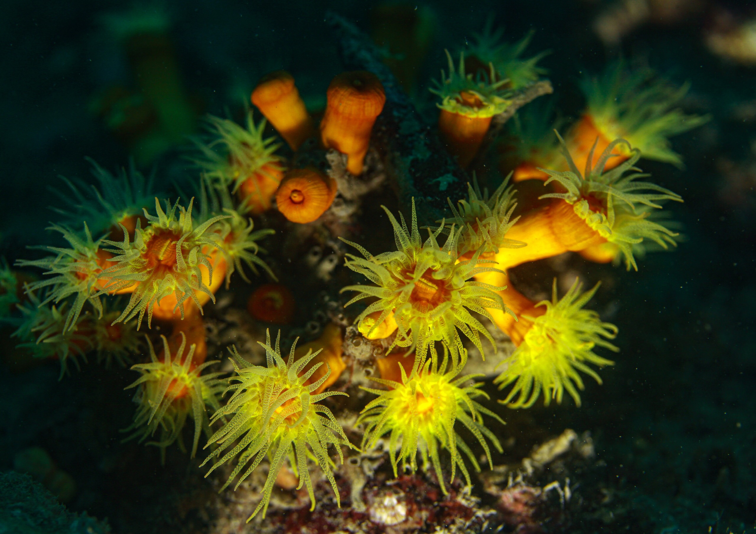 Sea anemones are related to corals, jellyfish, tube-dwelling anemones, and Hydra. Unlike jellyfish, sea anemones do not have a medusa stage in their life cycle.