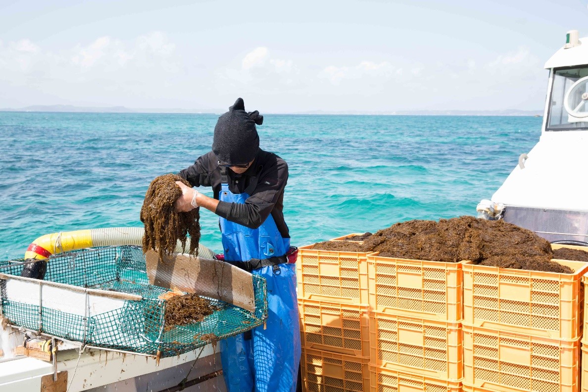 Vùng biển Okinawa (Nhật Bản) có nhiều tảo nâu mozuku và mekabu.