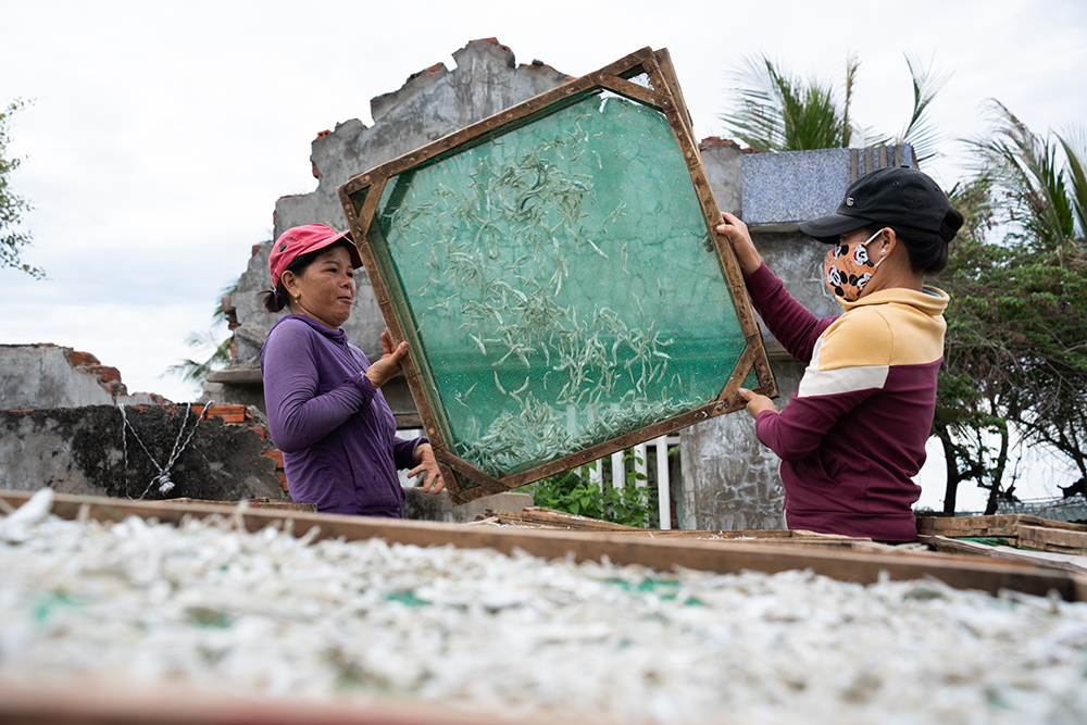 Nghề phơi cá cơm có nhiều công đoạn: lựa, rửa sạch, hấp rồi phơi nắng  cho khô.