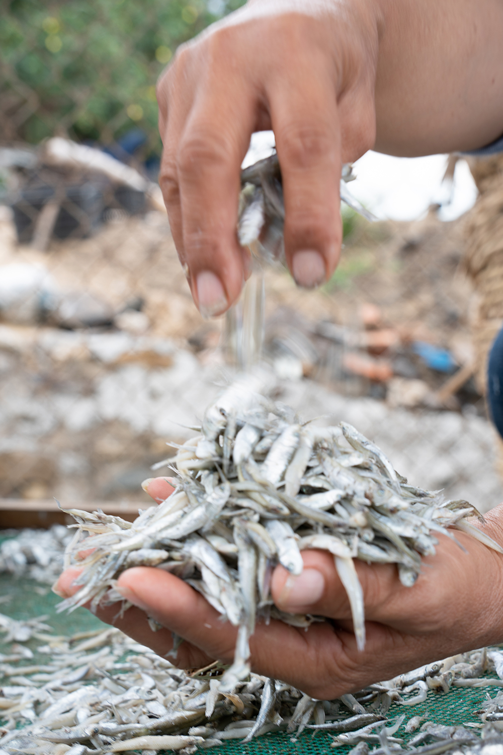 Trung bình 3 tấn cá tươi làm xong phơi khô còn lại 1 tấn.