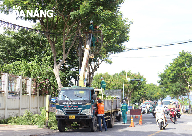 Cắt tỉa cây xanh kịp thời phòng, chống bão