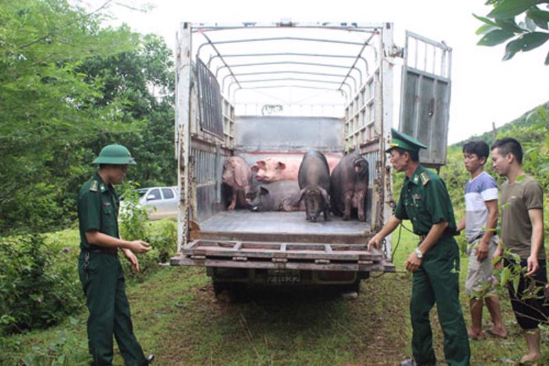 Siết chặt buôn lậu sản phẩm động vật qua biên giới