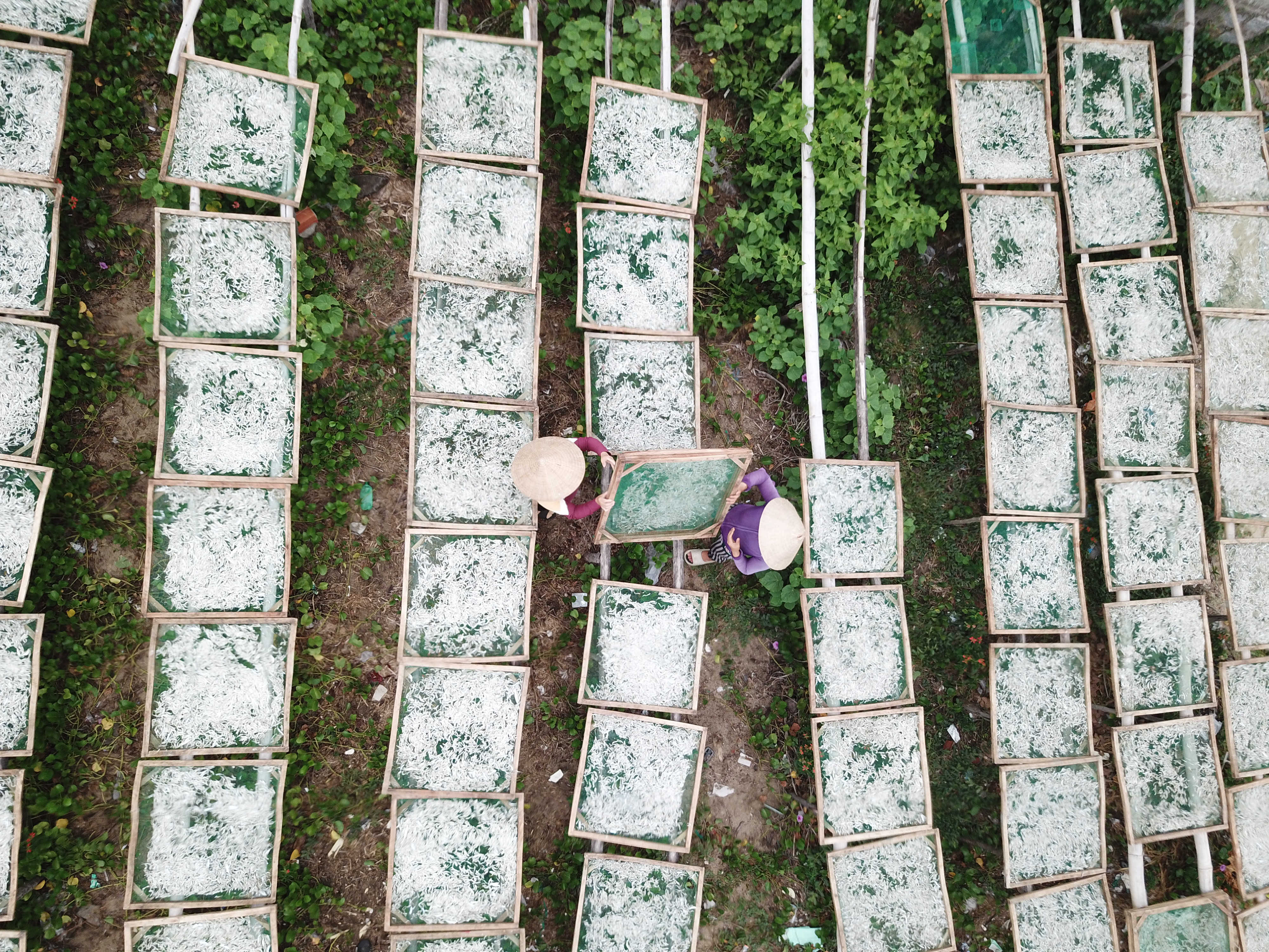 The anchovy season in Phu Yen typically starts from April to August.