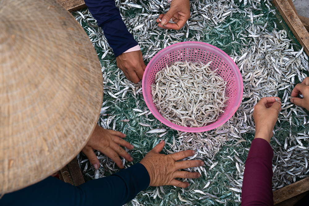 The anchovy drying profession involves several steps such as sorting, washing, steaming, and then sun-drying.