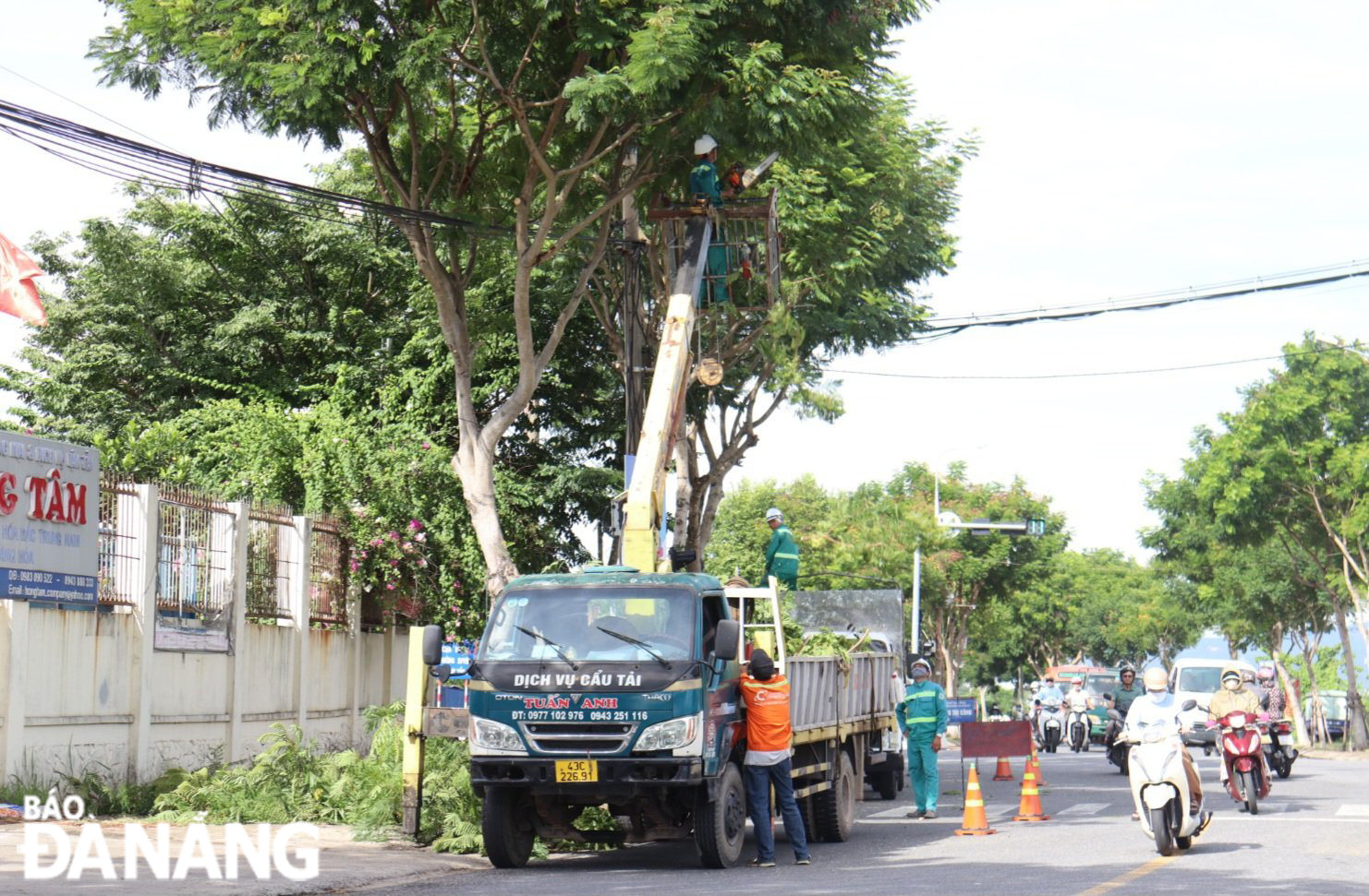 Trong đợt ra quân cắt tỉa cây xanh phòng chống mùa mưa bão năm nay, Công ty Công viên - Cây xanh Đà Nẵng đã huy động hơn 58 xe cẩu, xe tải và khoảng 140 công nhân để tập trung cắt tỉa cành, nhánh. Ảnh: TRẦN TRÚC