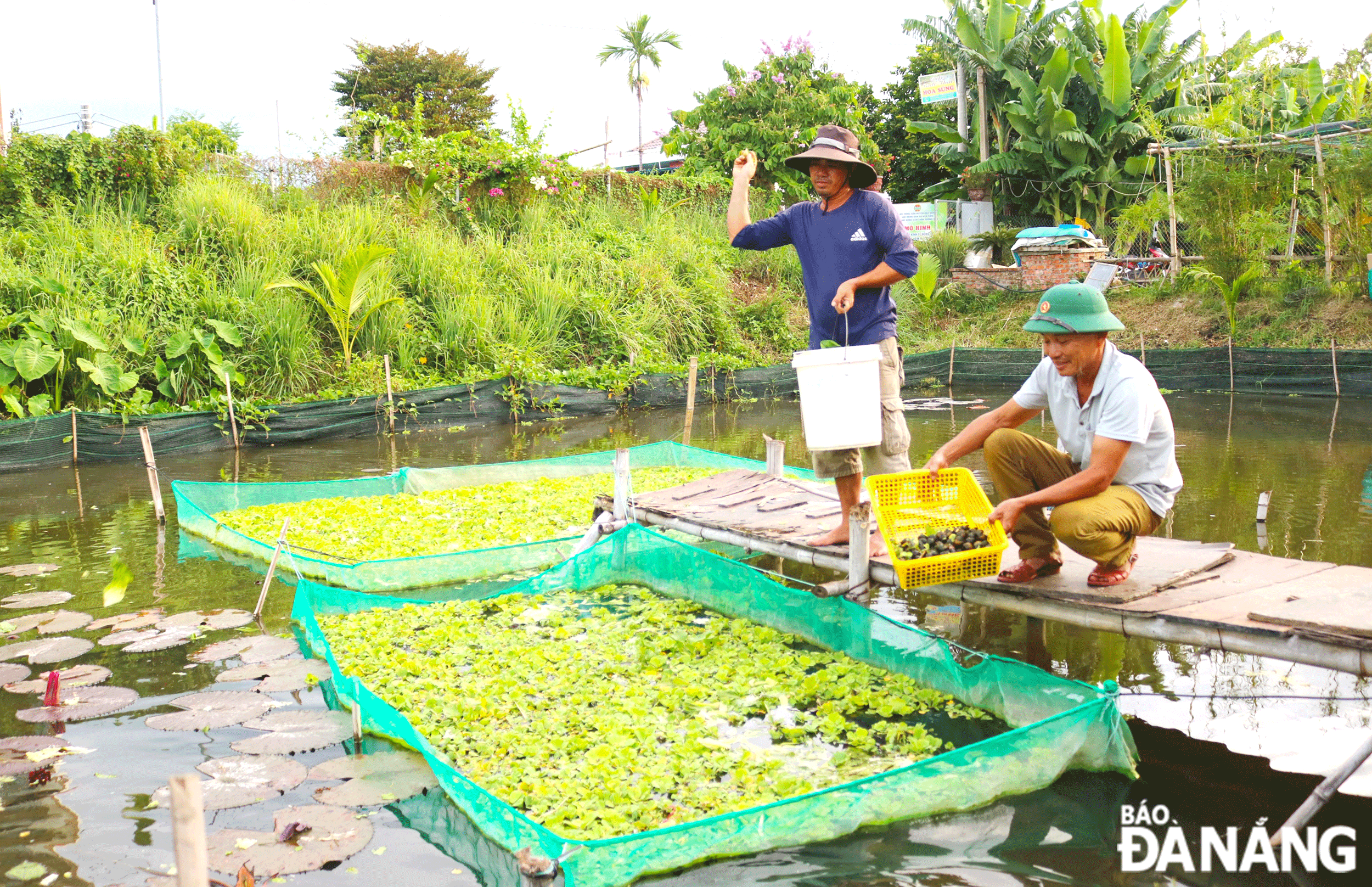 Mô hình “Sản xuất nông nghiệp kết hợp trải nghiệm du lịch sinh thái” tại xã Hòa Tiến (huyện Hòa Vang) hoạt động hiệu quả, mang lại nguồn thu nhập ổn định cho các thành viên.Ảnh: N.Q