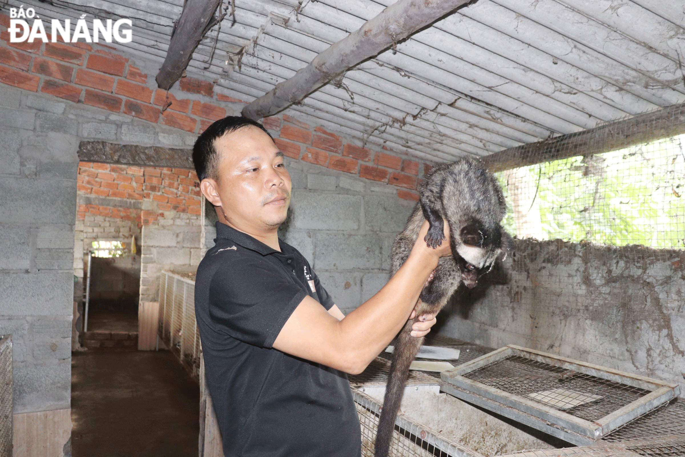 Mr Nguyen Huu Khanh successfully developed a civet cat farming model, generating hundreds of millions of VND in annual income. Photo: Khanh Ngan