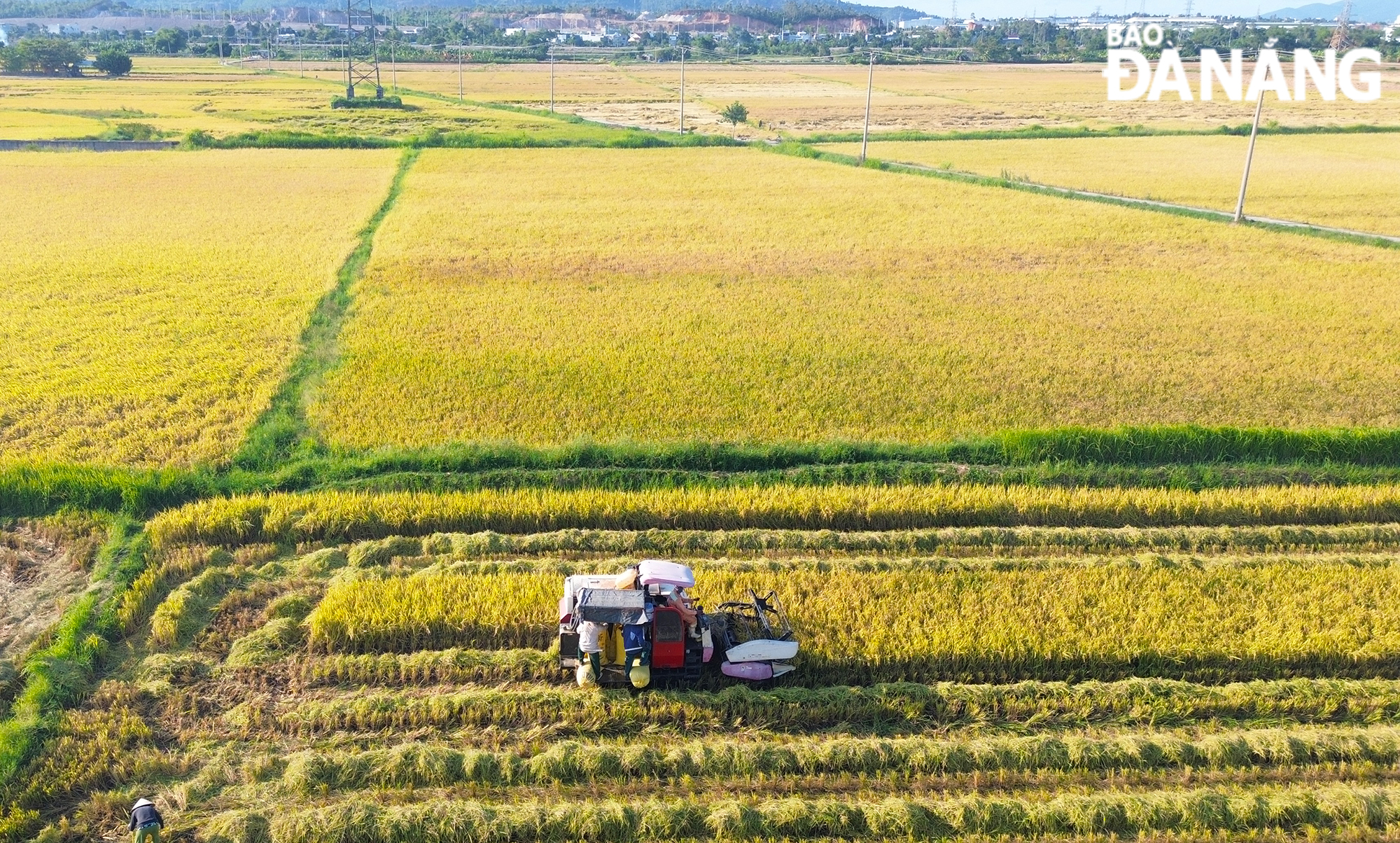 Các hợp tác xã nông nghiệp, nông dân trên địa bàn huyện Hòa Vang đang khẩn trương thu hoạch lúa hè thu 2024.