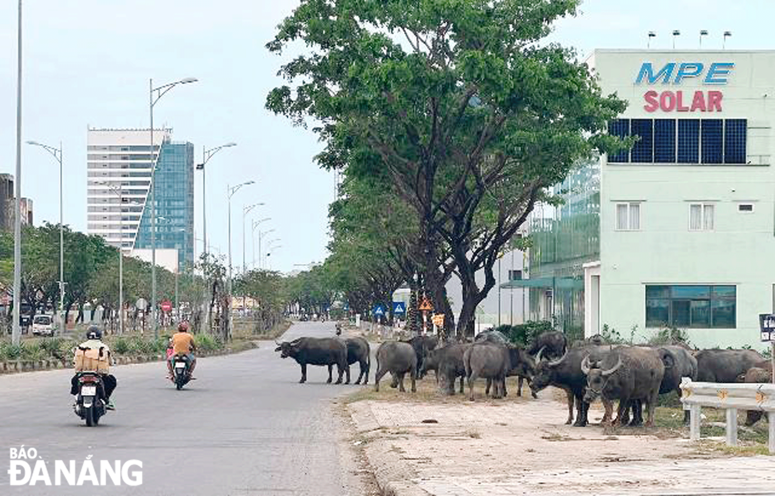 Trâu, bò thả rông xuất hiện trên tuyến đường Nguyễn Tất Thành nối dài thuộc phường Hòa Hiệp Nam, quận Liên Chiểu. Ảnh: H.L