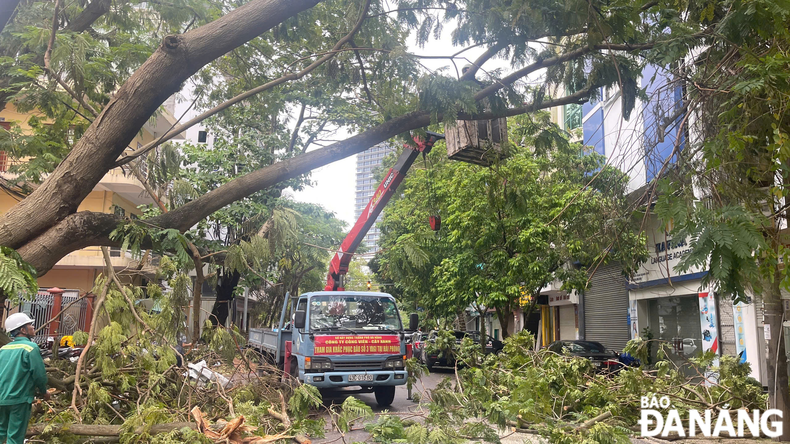 Thành phố Đà Nẵng cử 2 đội công tác cắt, tỉa, dọn dẹp cây xanh để hỗ trợ Thủ đô Hà Nội và thành phố Hải Phòng khắc phục thiệt hại do bão số 3 gây ra. Ảnh: Công ty Công viên - Cây xanh Đà Nẵng