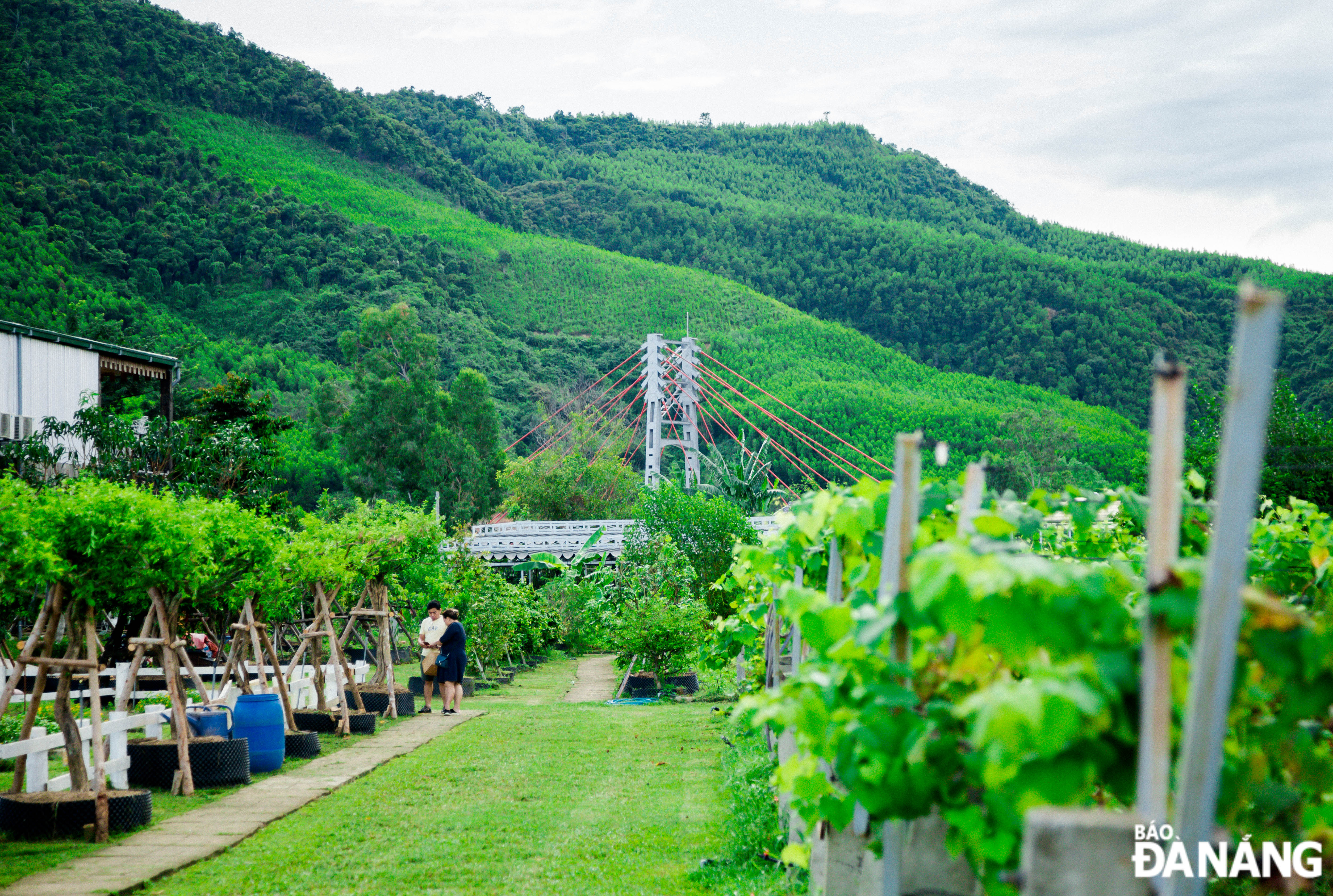 Visitors to Yen Valley's vineyard will admire almost the entire Hoa Bac suspension bridge and majestic mountain ranges.