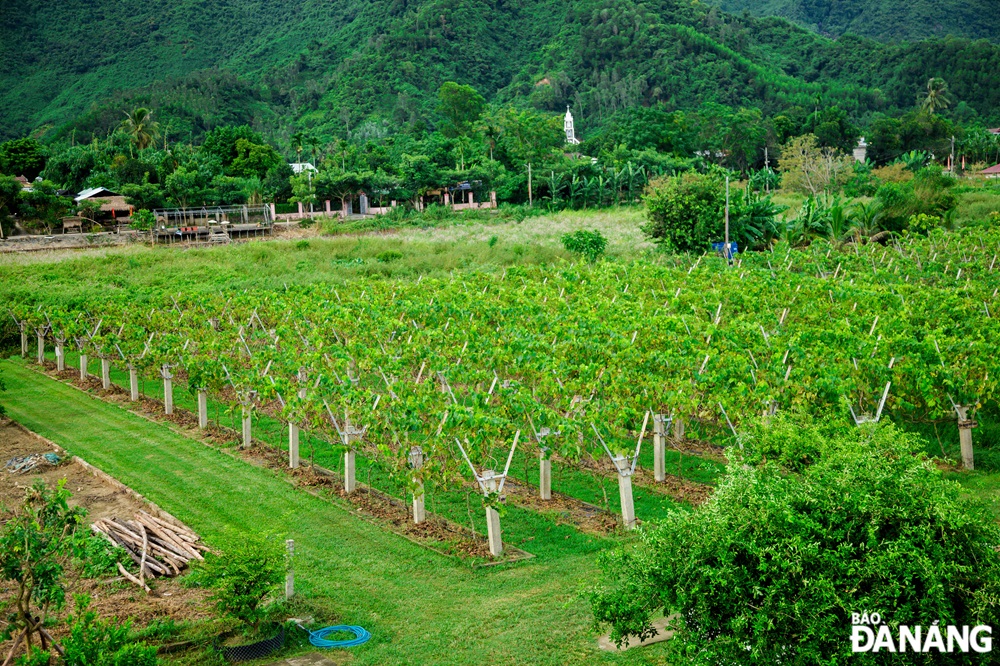 Covering an area of about 3,000m2, the vineyard features 1,000 grape vines.