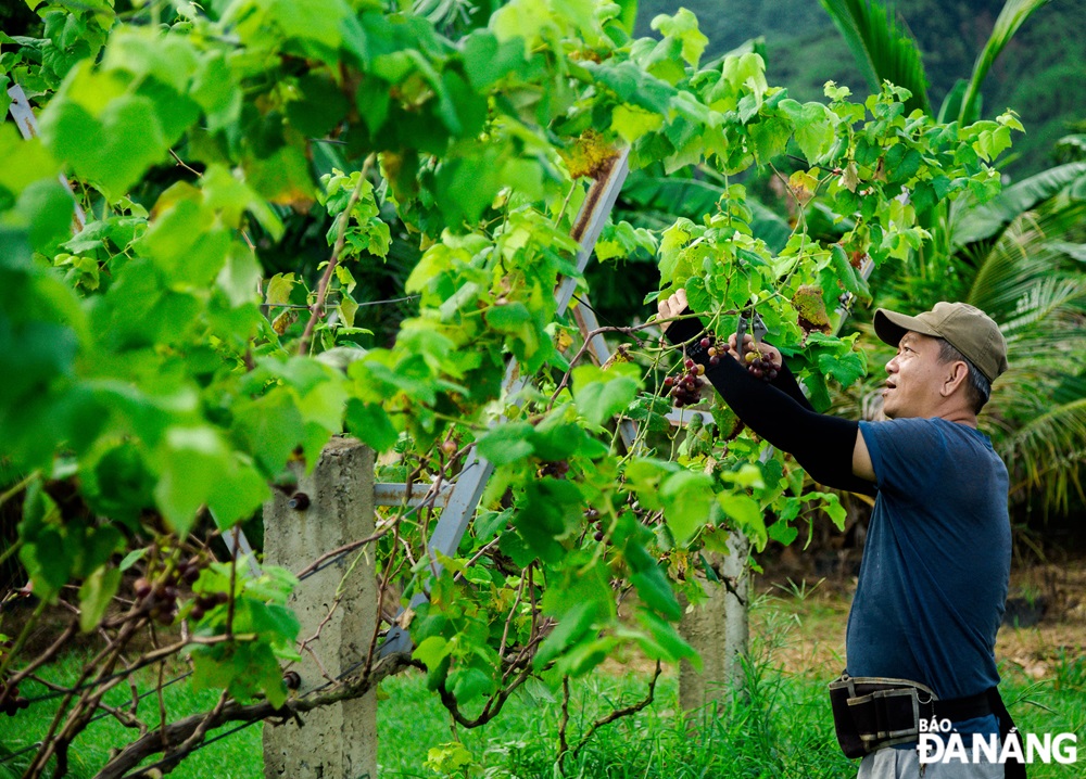 To grow grapes in Da Nang, Mr. Hien must choose the sunny season to produce fruit.