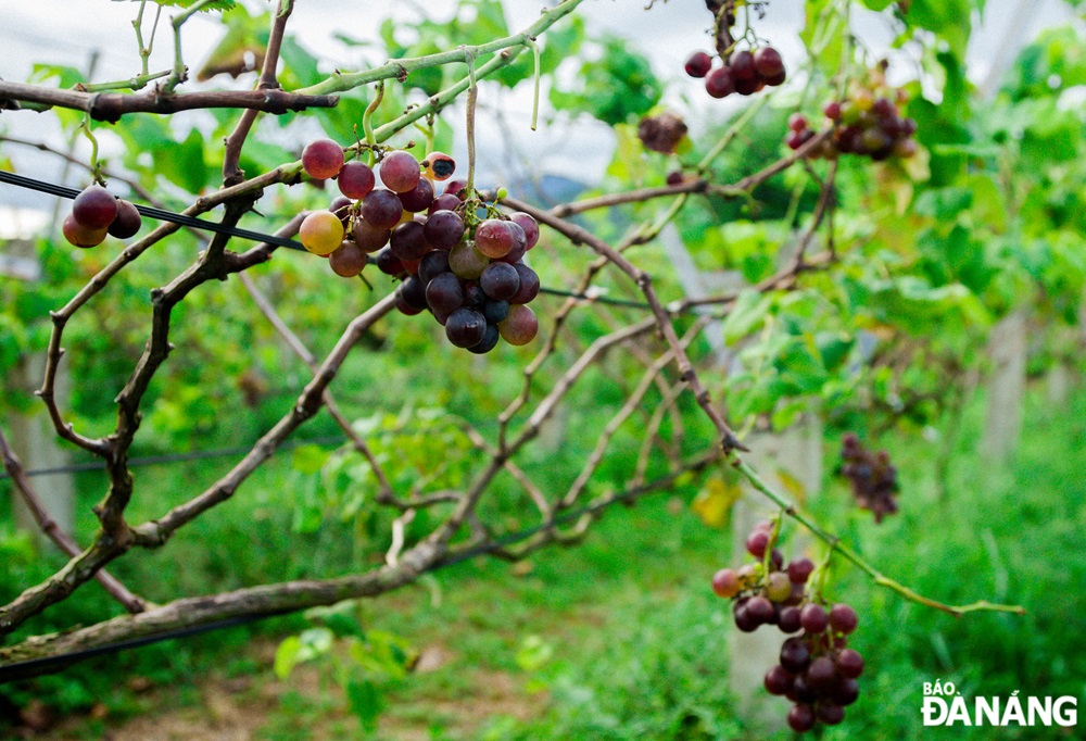 Grapes will be sold at  VND150,000/kg.