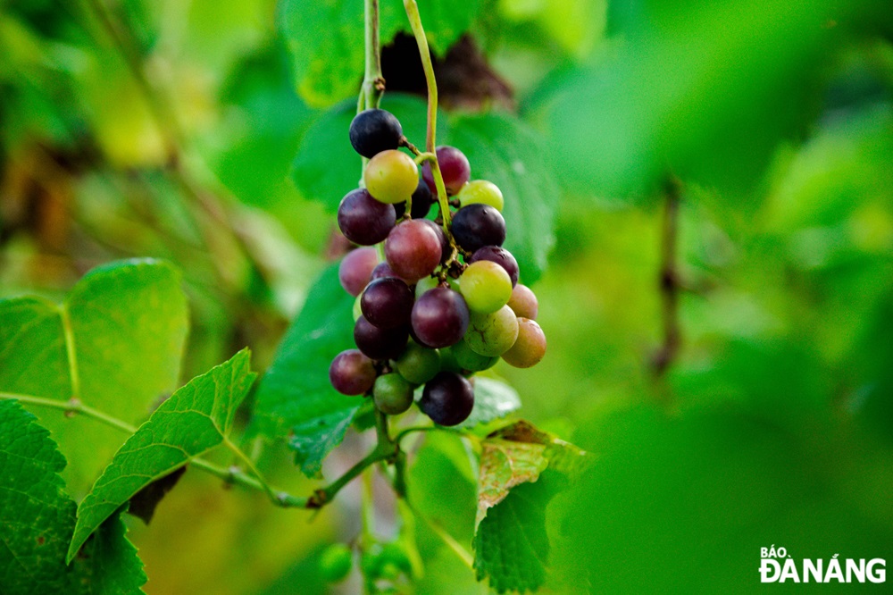 Many grape varieties are being grown at the Yen Valley's vineyard, meeting the tastes of tourists.