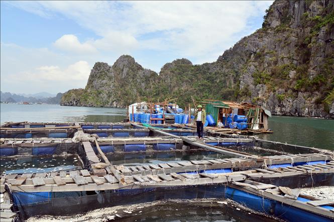 Ông Đặng Văn Vinh (51 tuổi) ngư dân phường Cẩm Thủy, thành phố Cẩm Phả thiệt hại hơn 6 tỉ đồng, đau xót khi nhìn bè cá song, dìa bị bão đánh vỡ, cá bị chết và trôi ra biển. Ảnh: Thanh Vân/TTXVN