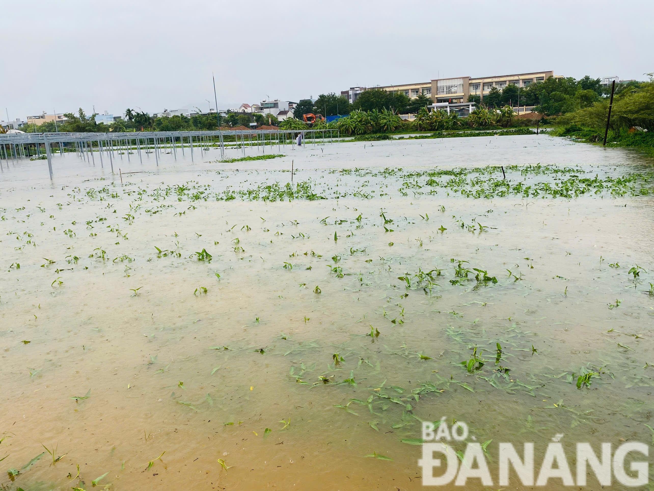 Do mưa lớn, một số diện tích tại vùng sản xuất rau an toàn La Hường (phường Hòa Thọ Đông, quận Cẩm Lệ) không thoát nước kịp, gây ngập úng cục bộ. Ảnh: MAI LY