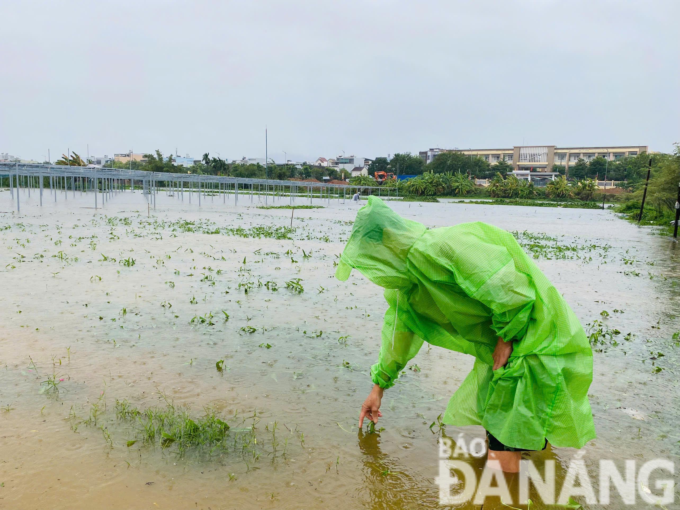 Một số diện tích sản xuất nơi trũng, thấp đã bị ngập. TRONG ẢNH: Diện tích sản xuất rau muống ở vùng sản xuất rau an toàn La Hường (phường Hòa Thọ Đông, quận Cẩm Lệ). Ảnh: MAI LY