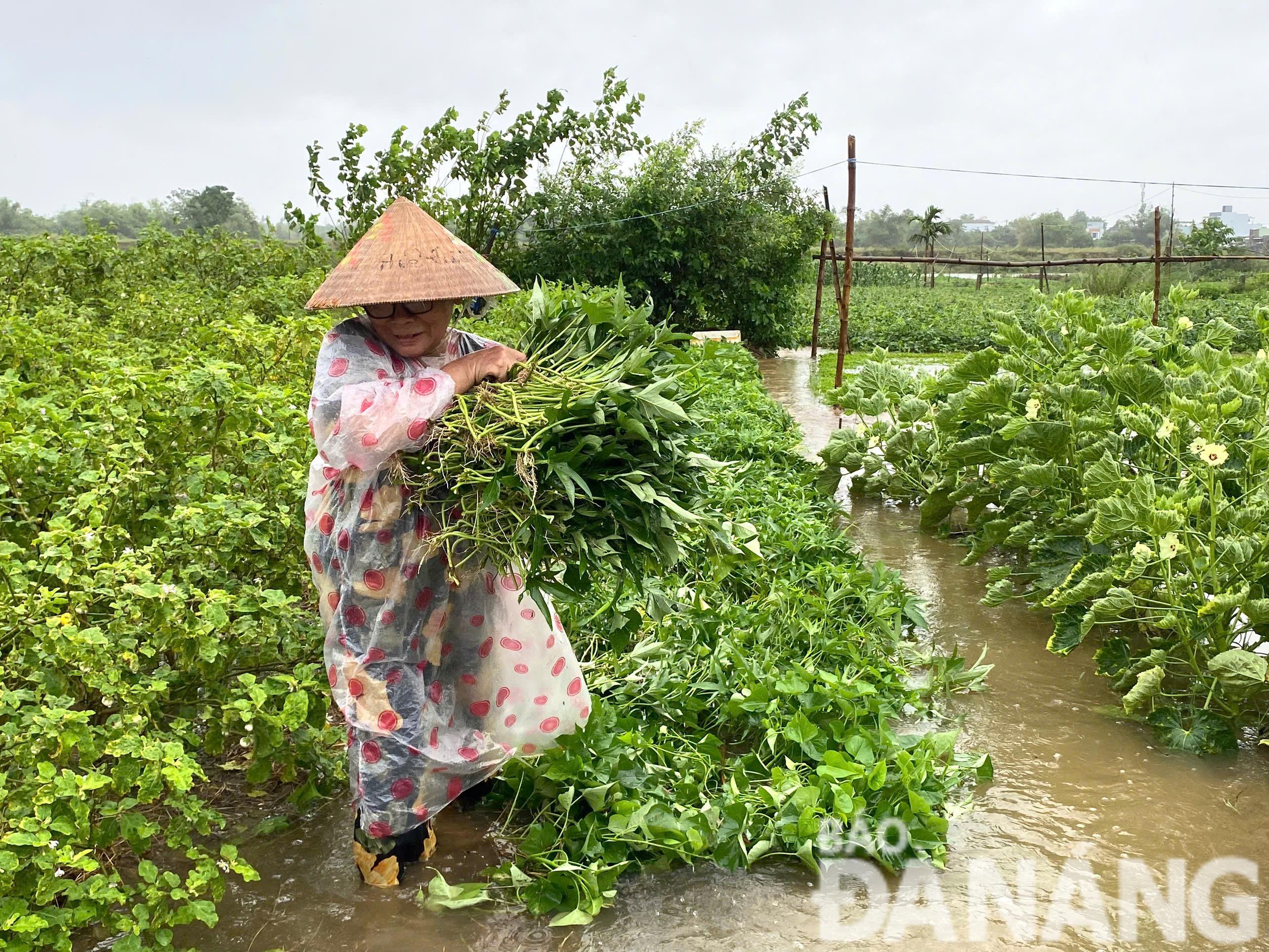 Một nông dân tại vùng sản xuất rau an toàn Túy Loan tranh thủ thu hoạch rau trước khi nước ngập sâu. Ảnh: MAI LY 