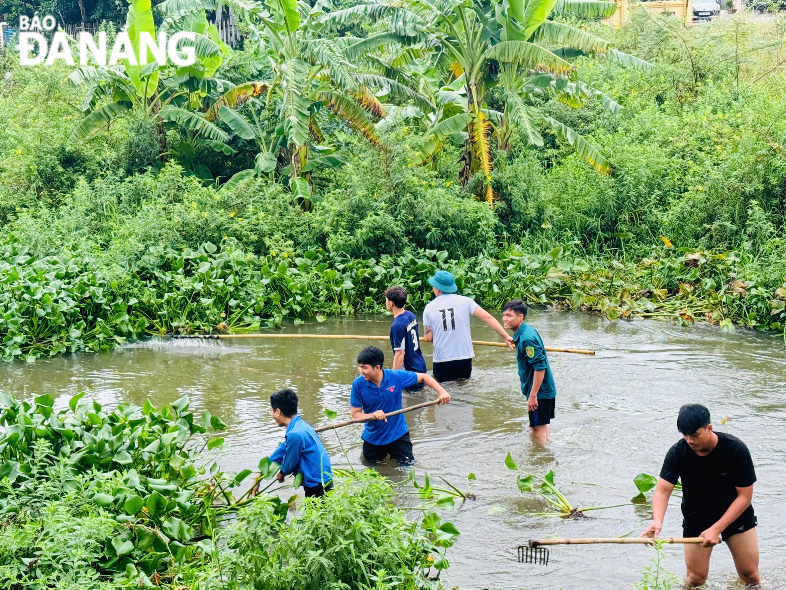 Youth Union members of Hoa Phat Ward, Cam Le District, got actively involved in clearing off water hyacinth in a ditch in residential area No.4.