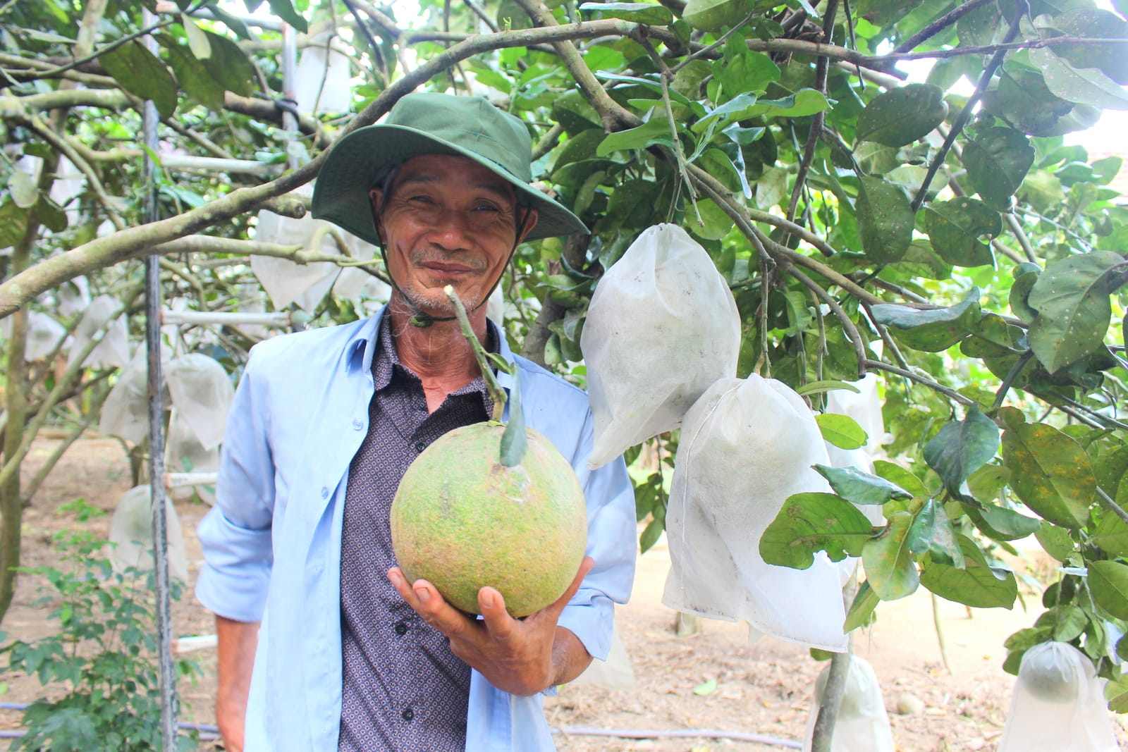 Farmers in Hoa Phu Commune are aiming to grow green-skinned grapefruit trees on abandoned agricultural land in the near future. Photo: T.S.