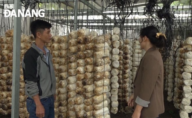 Mr. Nguyen Huu Nghia (left) introduces his family's oyster mushroom growing model.