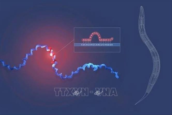 Giải Nobel Y sinh năm 2024 thuộc về công trình phát minh RNA siêu nhỏ trong quá trình điều hòa gene. Ảnh: nobelprize.org/TTXVN